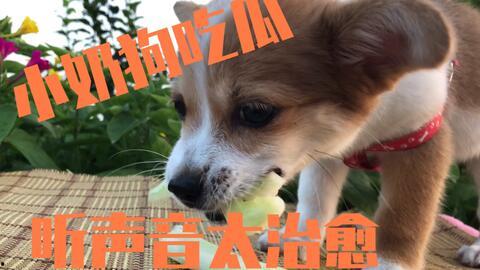 播放狗狗吃瓜视频下载,狗狗吃瓜萌态瞬间捕捉
