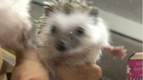 刺猬吃瓜视频,一场萌趣横生的夏日奇遇