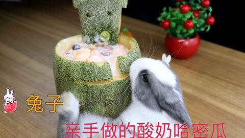 小兔子吃不吃哈密瓜呢视频,吃还是不吃？