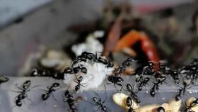 蚂蚁吃哈密瓜视频播放,揭秘哈密瓜的奇妙诱惑