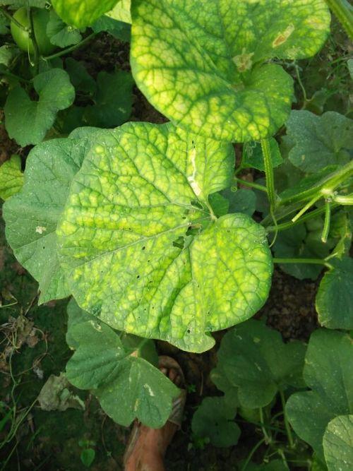 如何捡吃瓜叶子视频,如何从视频中学到捡吃瓜叶子的技巧