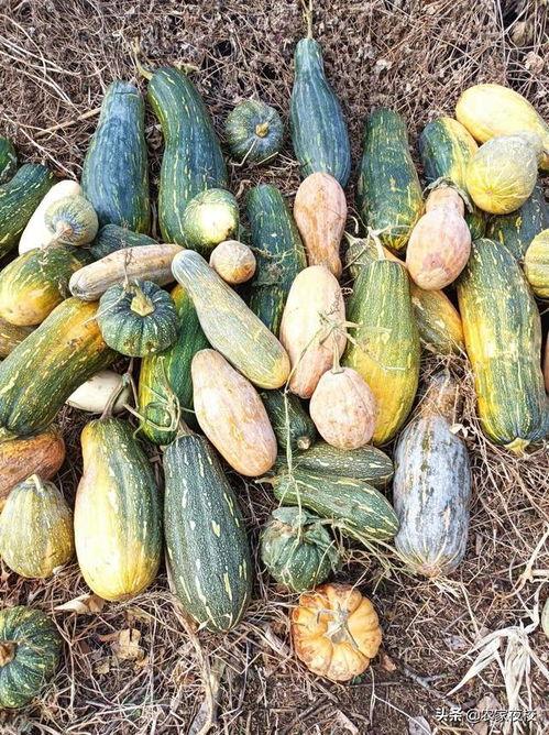 一分钟的吃瓜视频大全,热门事件大盘点