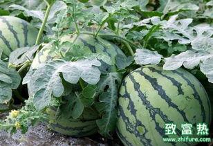 每日农经吃瓜视频,吃瓜视频揭秘农业趣闻