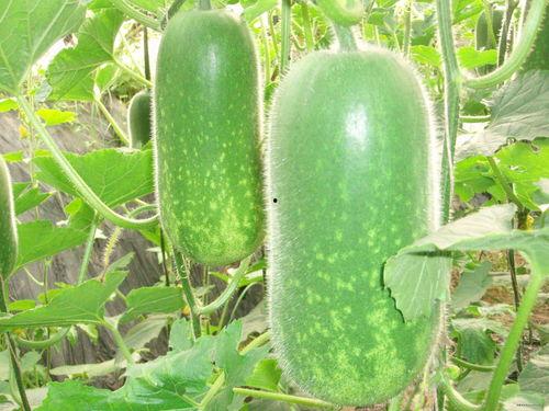 公婆吃瓜视频大全,公婆吃瓜视频大全趣味盘点