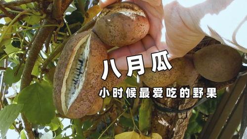 姐姐吃八月瓜视频大全免费观看,姐姐们的美味分享视频大盘点