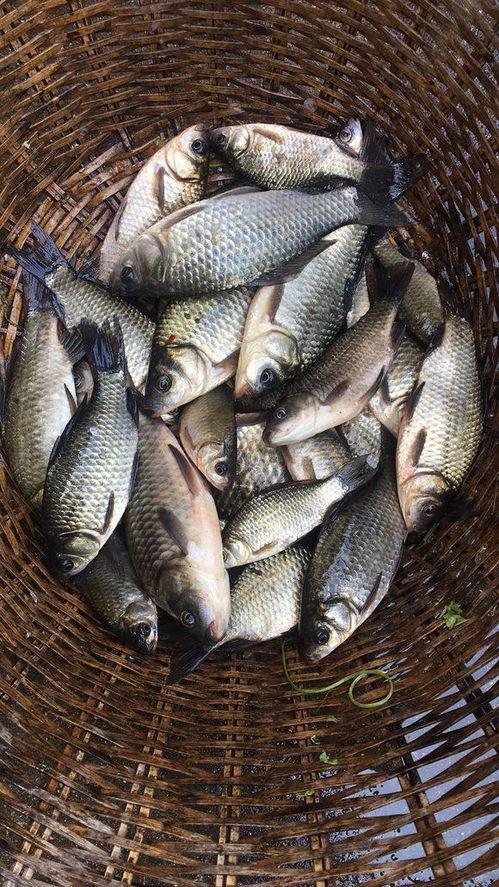 刘大瓜吃稻田鲫鱼视频,刘大瓜稻田鲫鱼美食大挑战